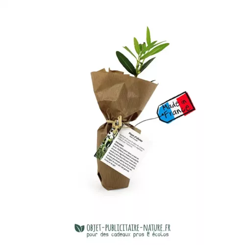 Plant d'arbre dans un pot en fibres de bois avec une étiquette à personnaliser