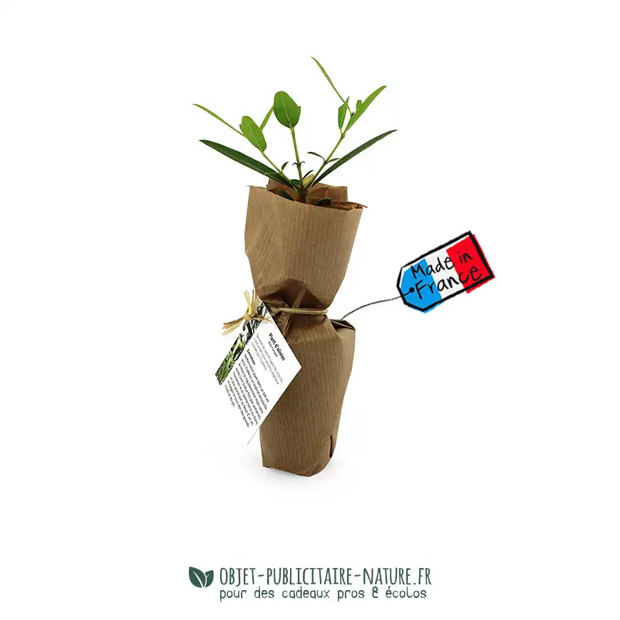 Plant d'arbre dans un pot en fibres de bois avec une étiquette personnalisable