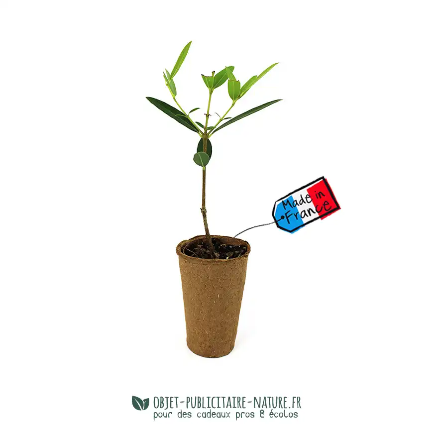 Plant d'arbre dans un pot en fibres de bois avec une étiquette publicitaire