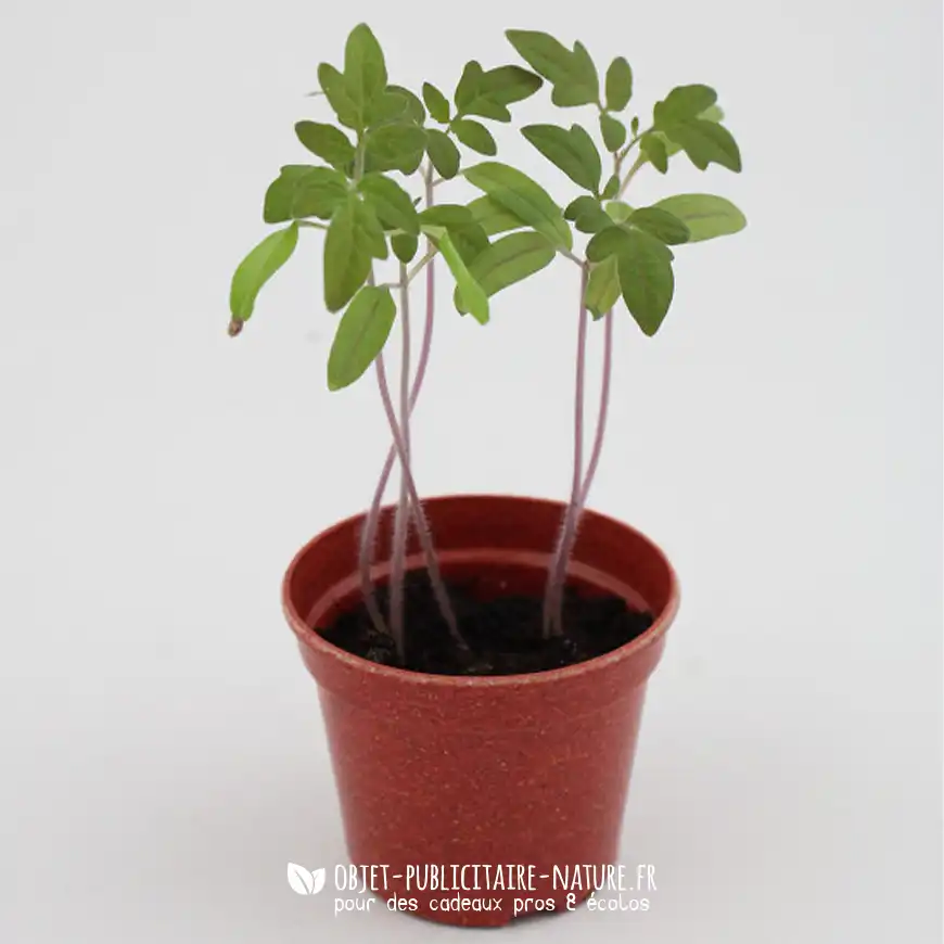 Kit de plantation biodégradable pot paille de riz coloré personnalisé