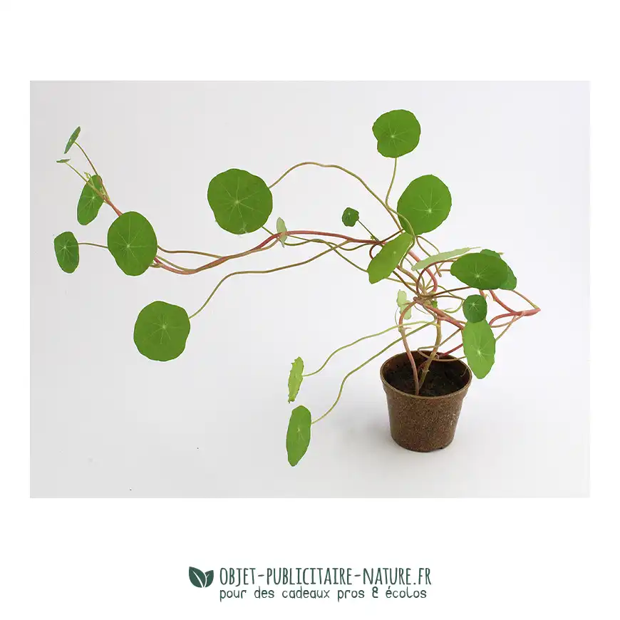 Kit de plantation publicitaire en pot paille de riz personnalisable