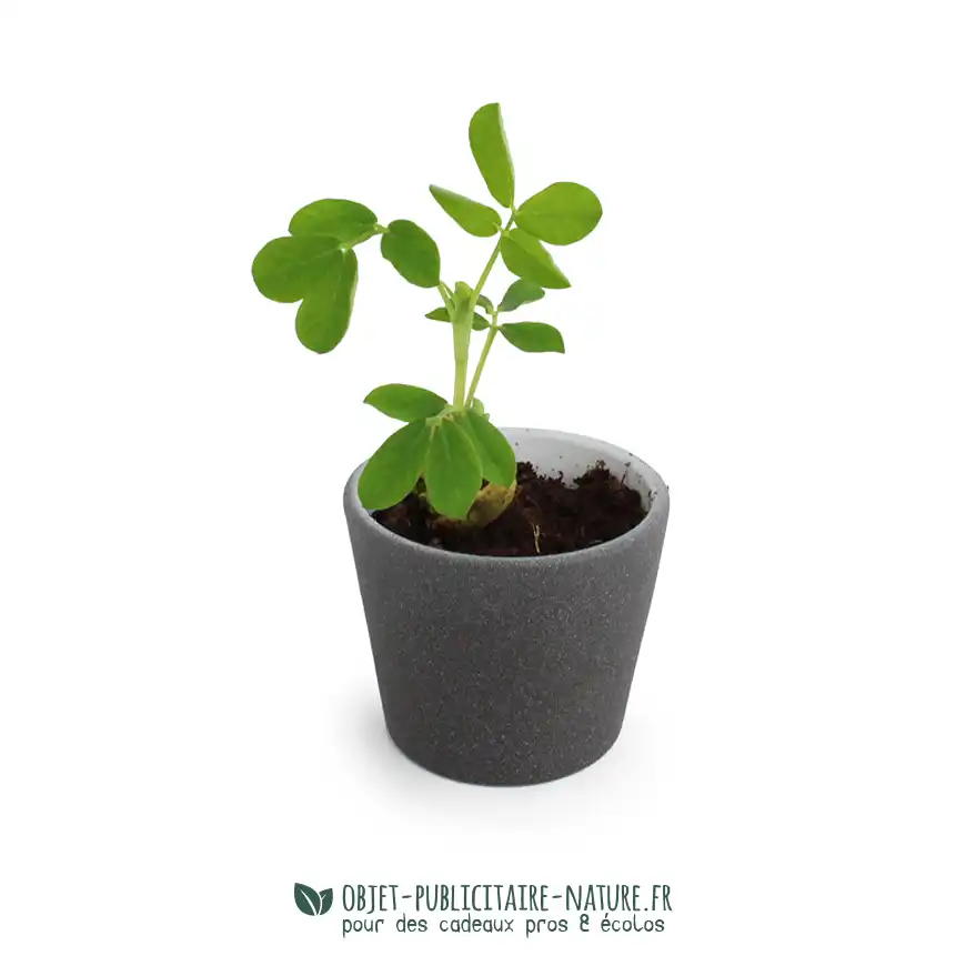 Kit de plantation publicitaire dans pot ardoise avec graine d'arachide