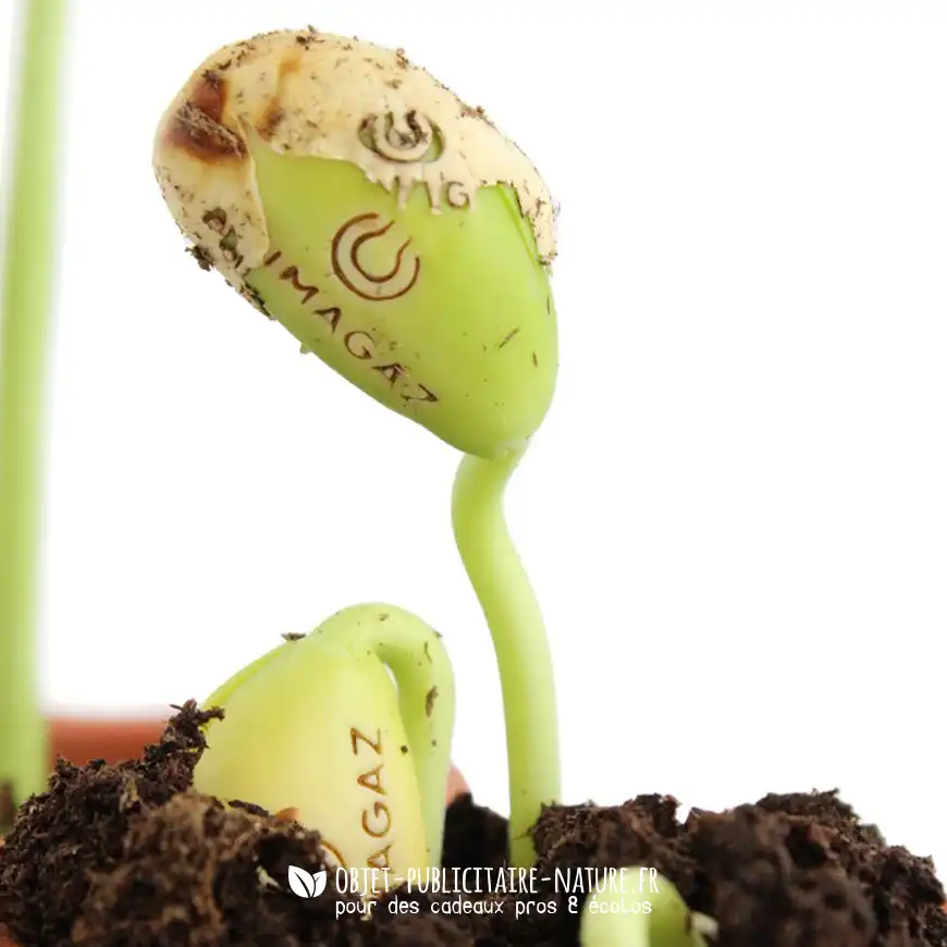 Kit de plantation publicitaire pot terre cuite ou céramique avec graines gravée