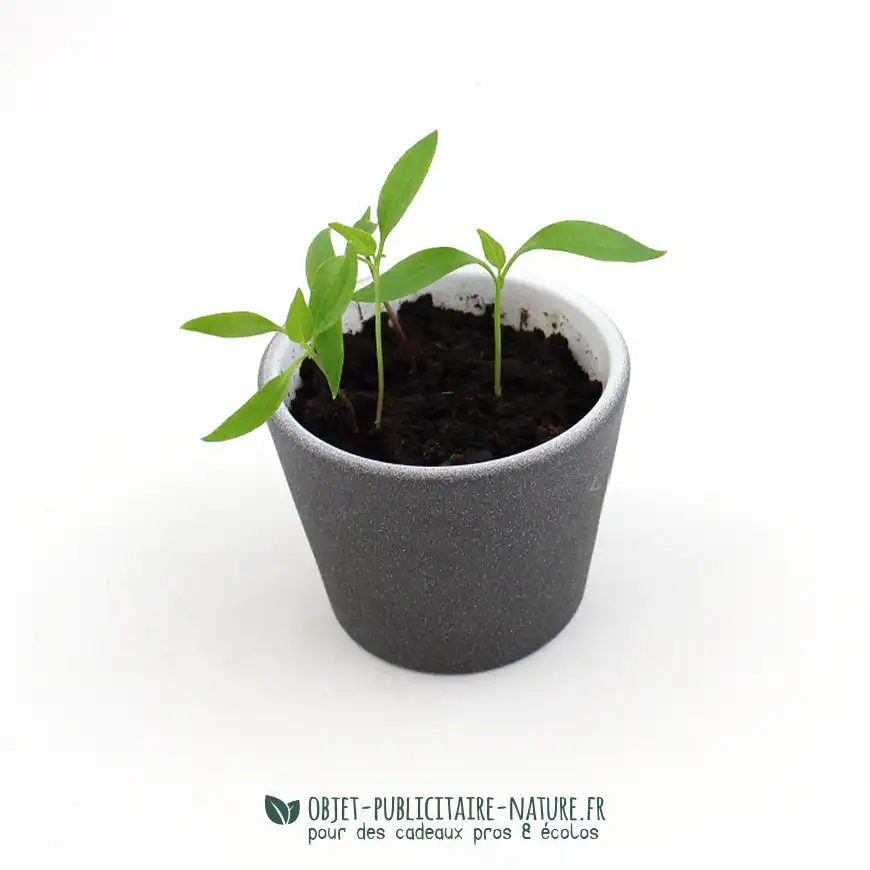 Kit de plantation publicitaire dans pot ardoise avec graine de piment à personnaliser