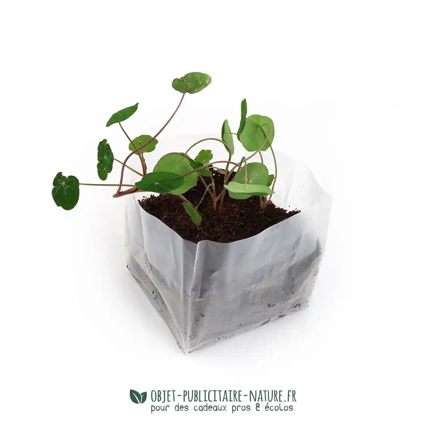 Kit de plantation publicitaire de poche avec plaquette de coco déshydratée personnalisable