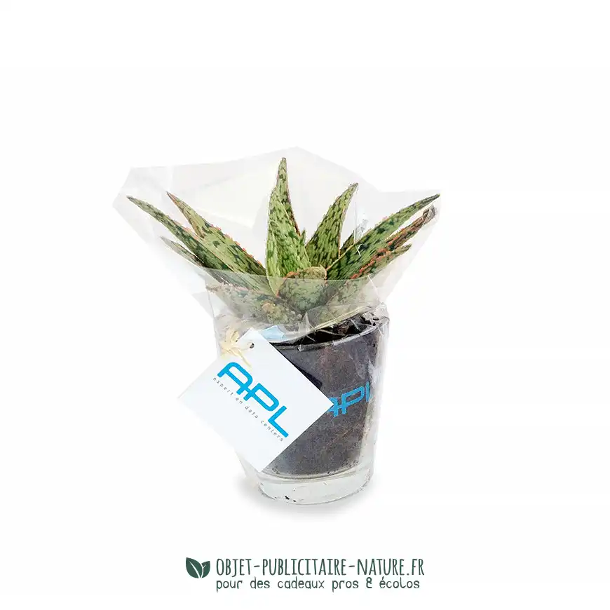 Plante dans vase en verre publicitaire personnalisé