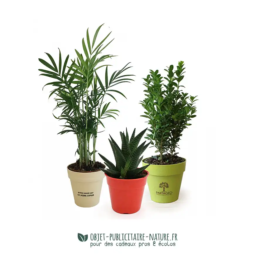 Plante publicitaire dans pot en bambou 10cm à personnaliser
