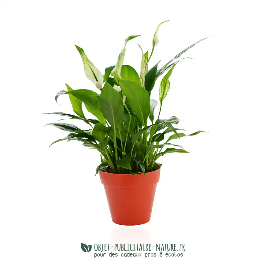 Plante publicitaire dans pot en bambou 10cm à personnaliser