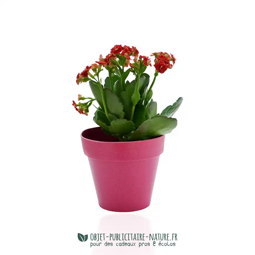 Plante publicitaire dans pot en bambou 10cm personnalisé