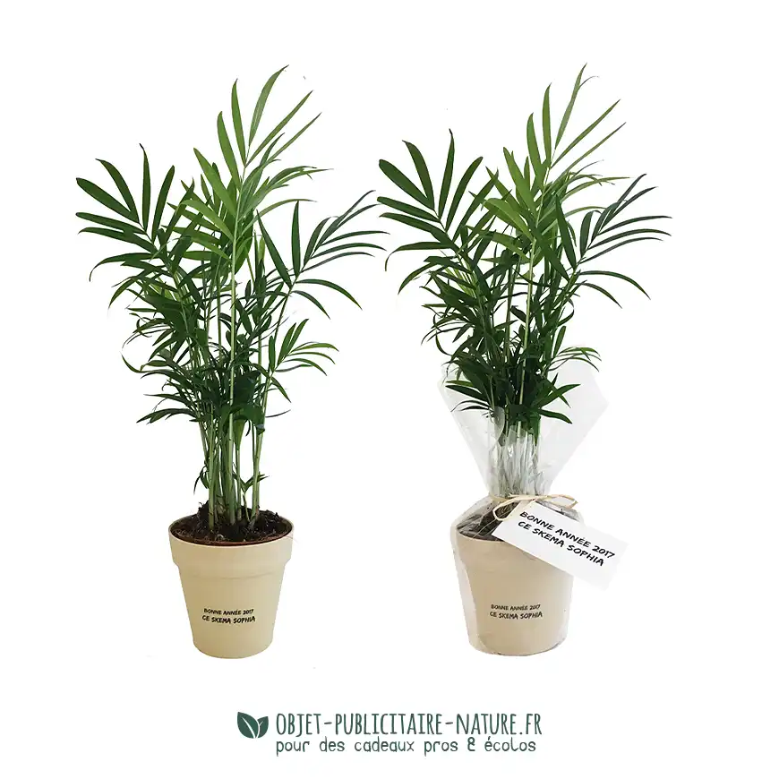 Plante publicitaire dans pot en bambou 10cm personnalisé