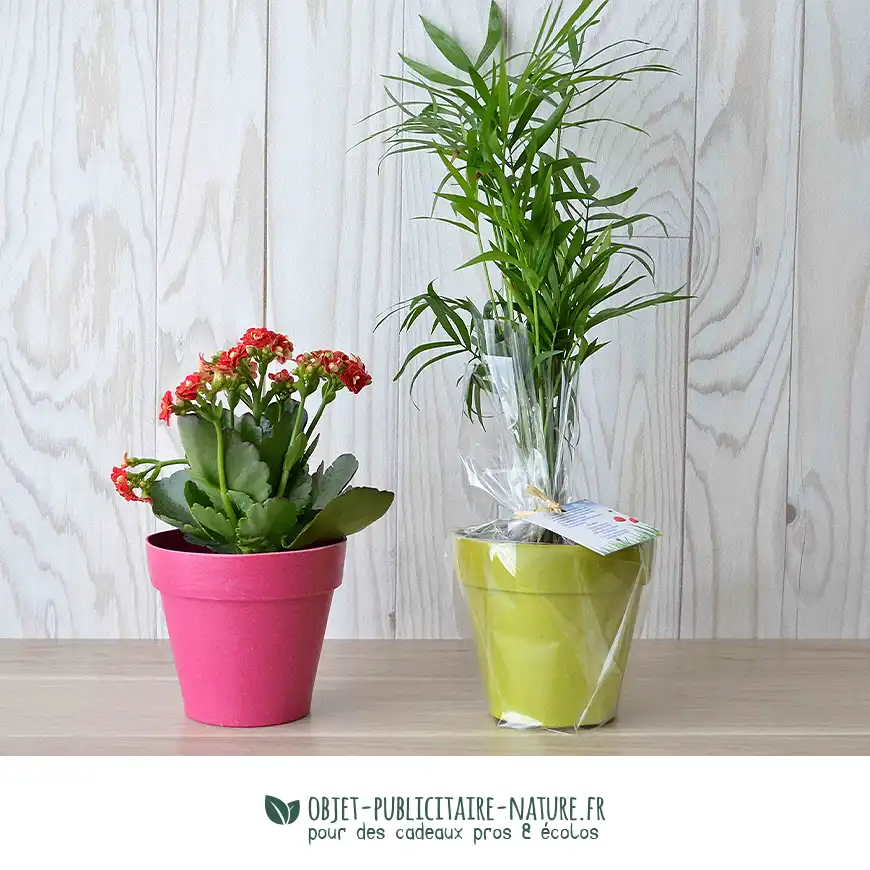 Plante publicitaire dans pot en bambou 10cm personnalisable