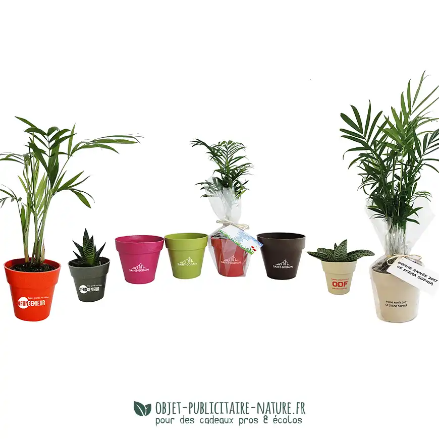 Plante publicitaire dans pot en bambou 10cm personnalisable