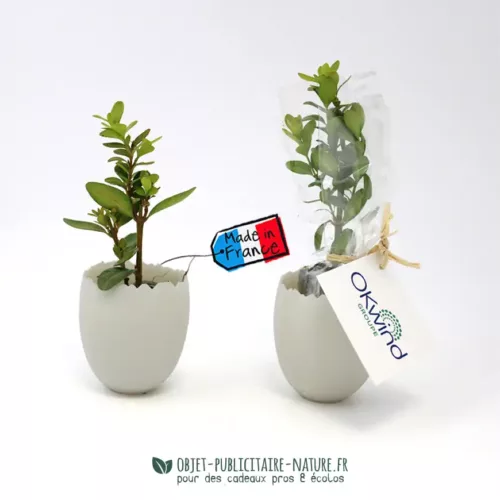 Mini plant d'arbre dans pot en forme d'œuf personnalisable