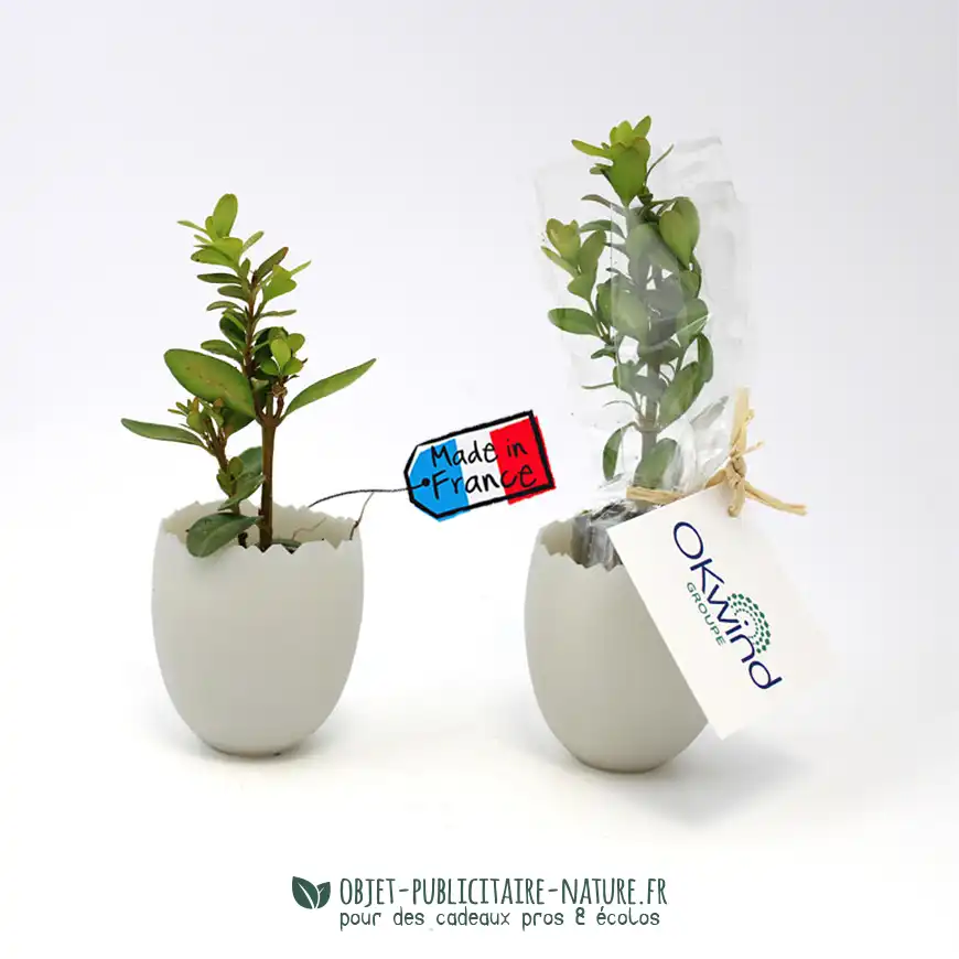 Mini plant d'arbre dans pot en forme d'œuf personnalisable