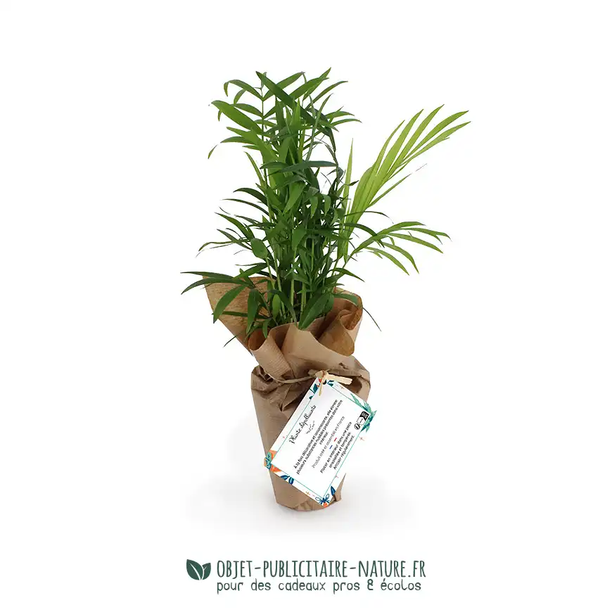 Plante dans pot en cellulose ou en terre cuite publicitaire personnalisable