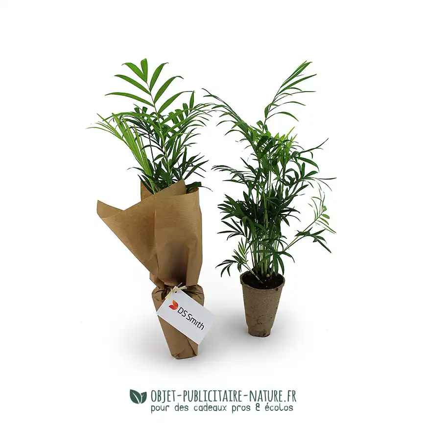 Plante dans pot en cellulose ou en terre cuite publicitaire personnalisé