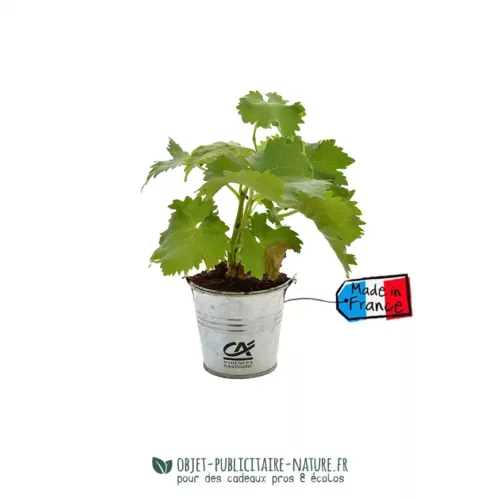 Plant de vignes dans pot en zinc ou terre cuite à personnaliser
