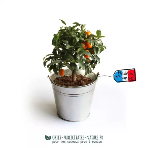 Oranger dans pot en zinc à personnaliser