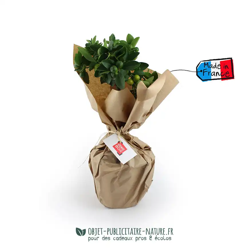 Oranger dans pot en zinc à personnaliser