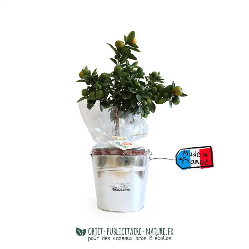 Oranger dans pot en zinc personnalisable