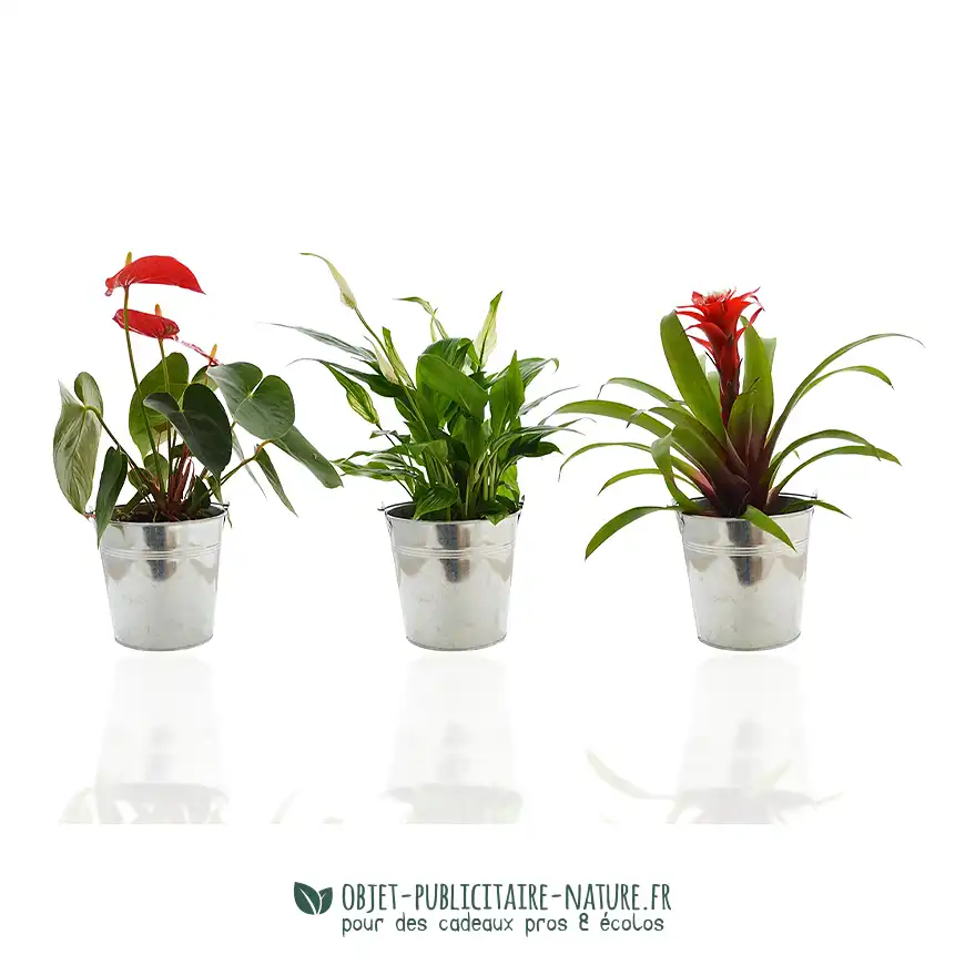 Grande plante décorative publicitaire dans pot en zinc personnalisable