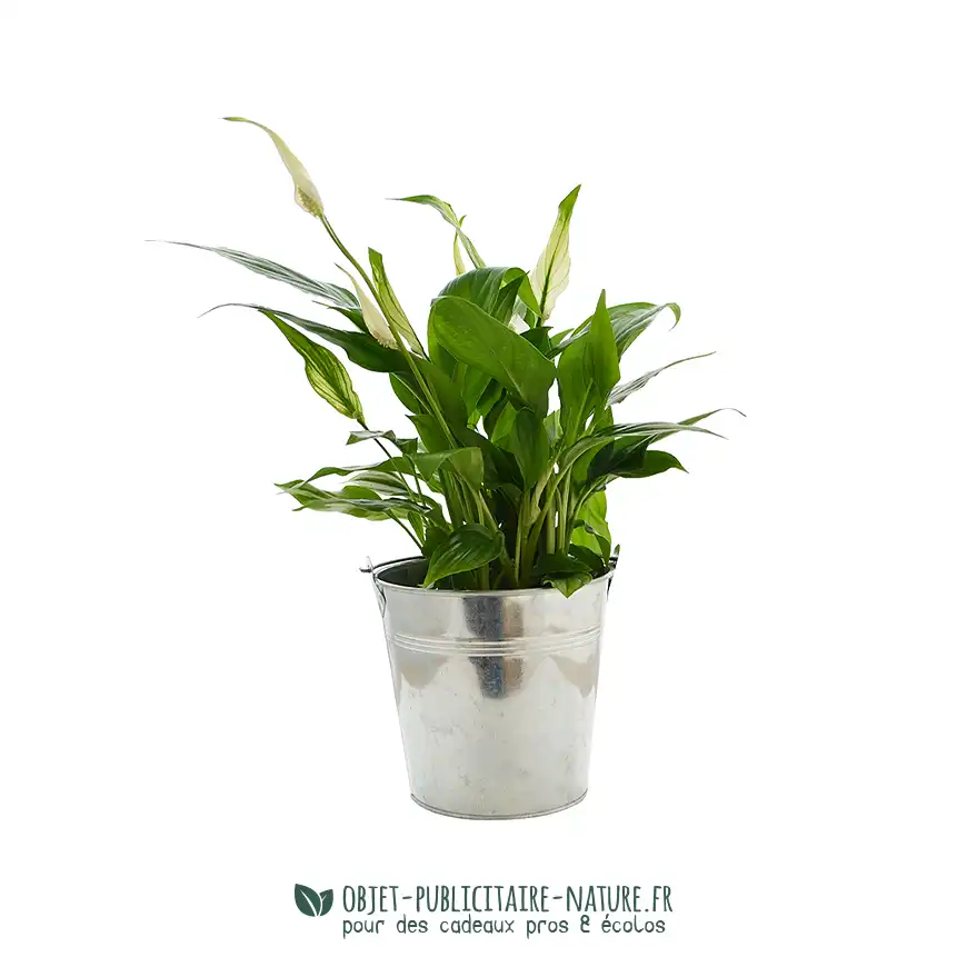 Grande plante décorative publicitaire dans pot en zinc personnalisé