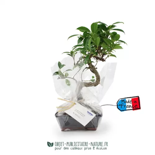 Bonsaï torsadé dans pot en terre cuite émaillée à personnaliser