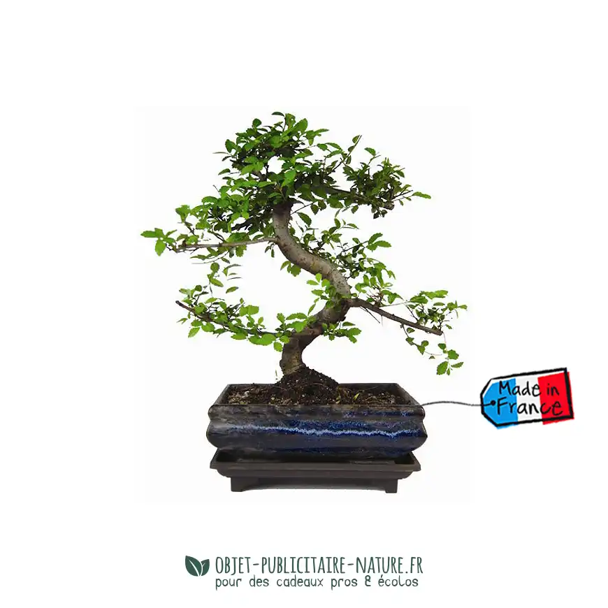 Bonsaï torsadé dans pot en terre cuite émaillée à personnaliser