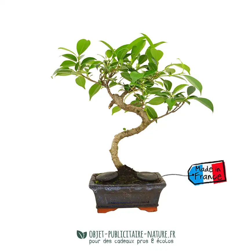 Bonsaï torsadé dans pot en terre cuite émaillée personnalisé