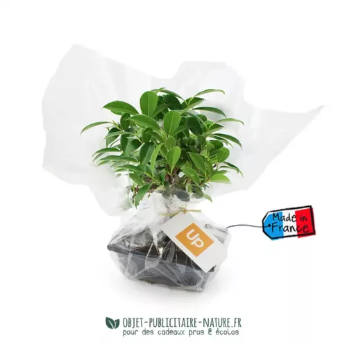 Bonsaï boule dans pot en terre cuite émaillée à personnaliser