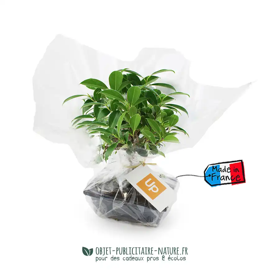 Bonsaï boule dans pot en terre cuite émaillée à personnaliser