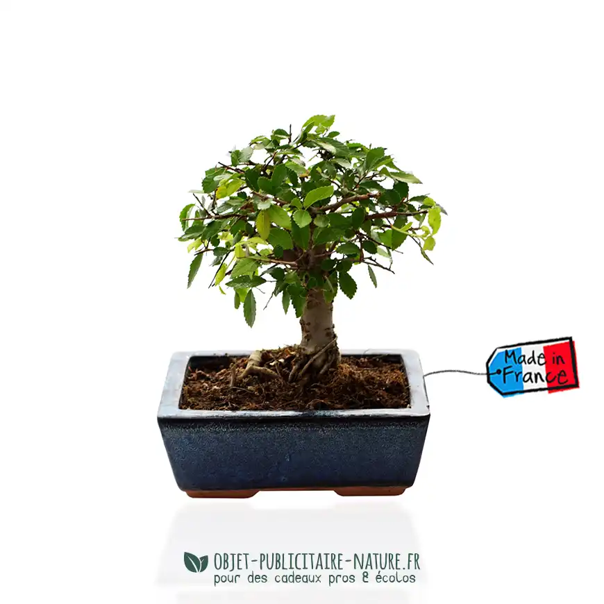 Bonsaï boule dans pot en terre cuite émaillée personnalisé