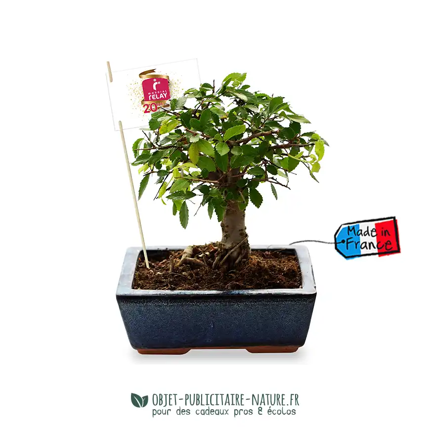 Bonsaï boule dans pot en terre cuite émaillée personnalisable