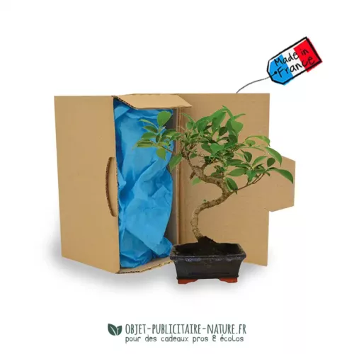Bonsaï torsadé pot en terre émaillée dans carton individuel à personnaliser