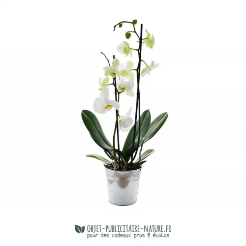 Grande orchidée publicitaire dans pot en zinc personnalisable