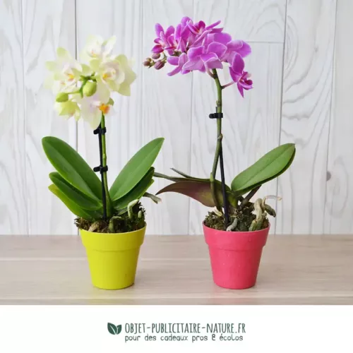 Petite orchidée publicitaire dans pot en zinc à personnaliser