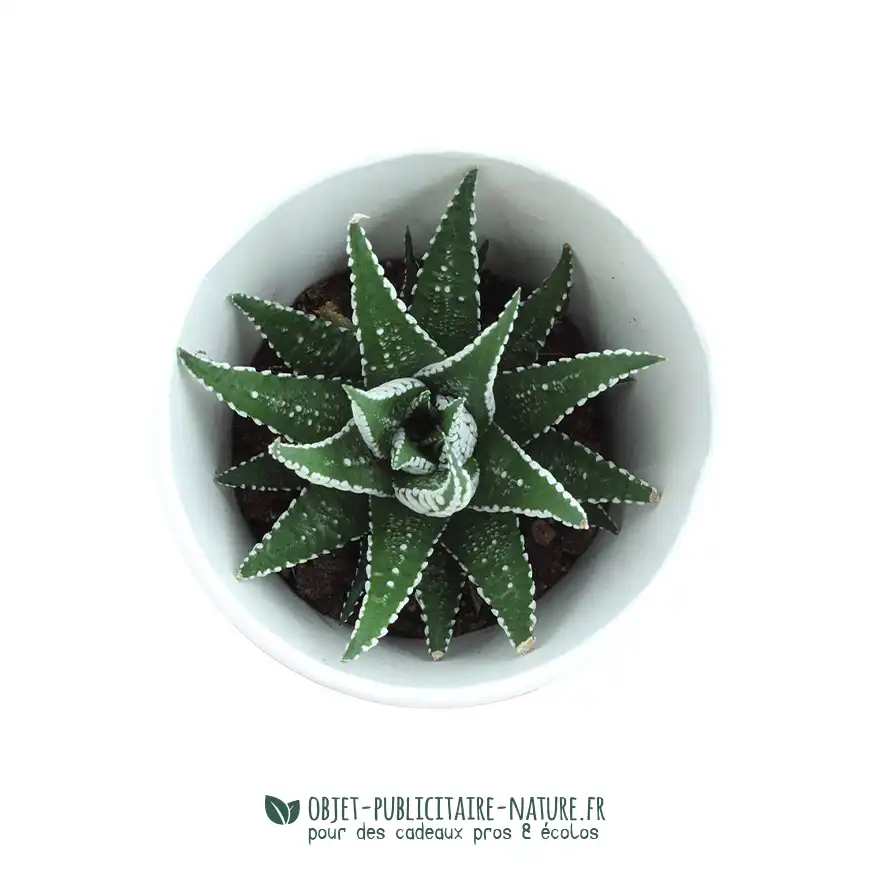 Smoothie plante publicitaire dans gobelet carton personnalisé